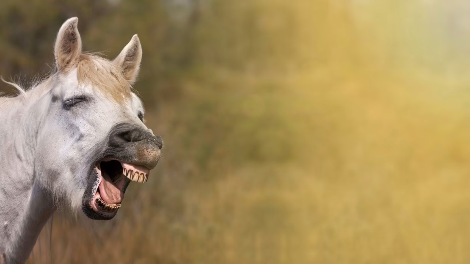 MS Teams background - Laughing horse